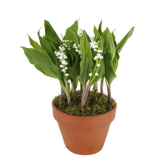 a. Muguet Extra pot, production Ile de France