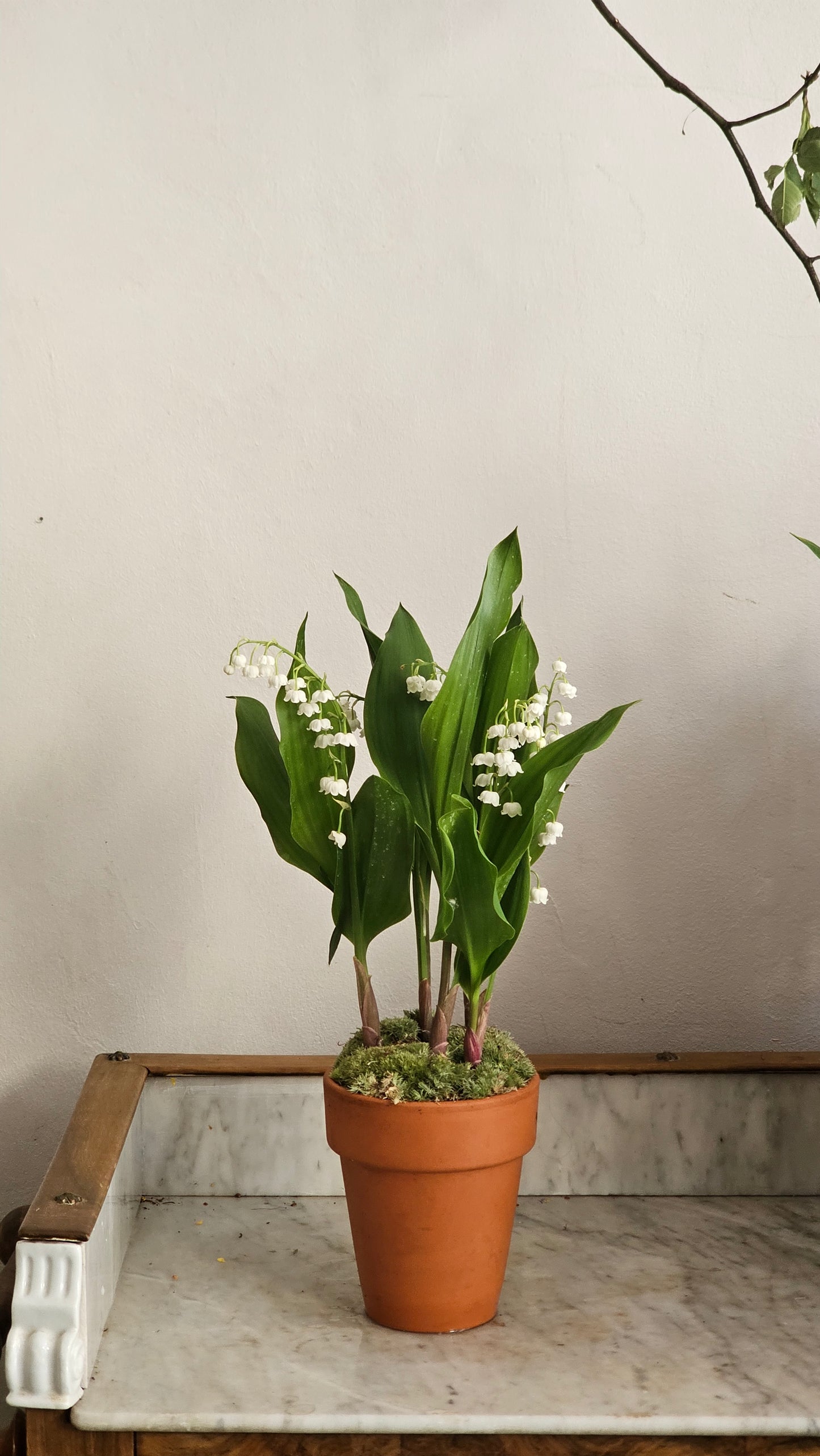 a. Muguet Extra pot, production Ile de France