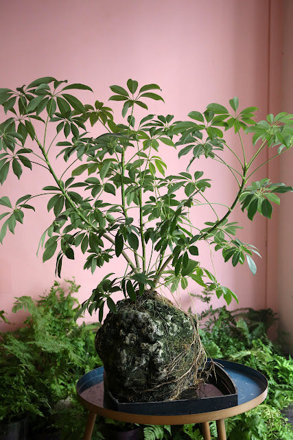 'Baie d'Halong', plante et roche