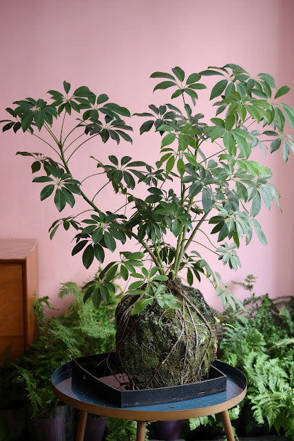 'Baie d'Halong', plante et roche