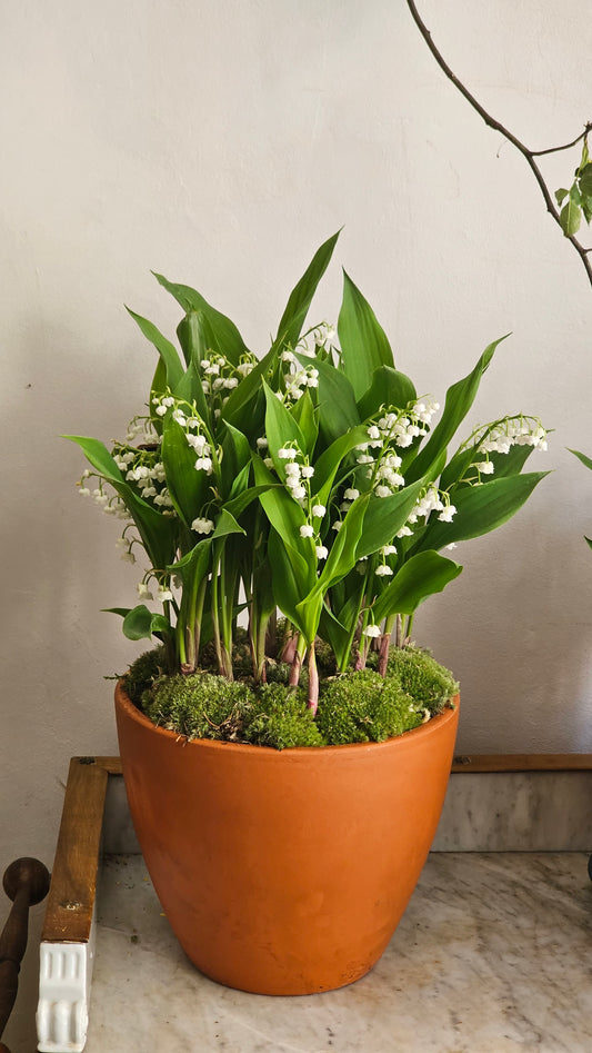 a. Muguet Extra pot, production Ile de France