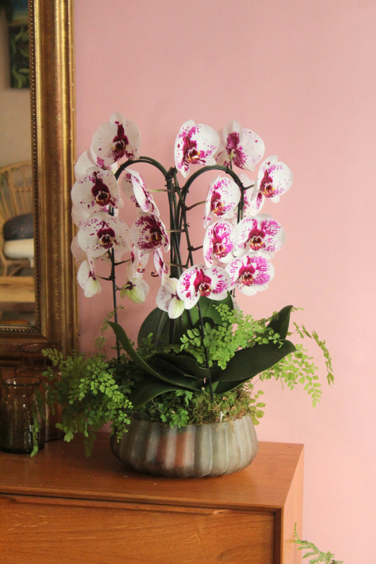 Coupe orchidées roses